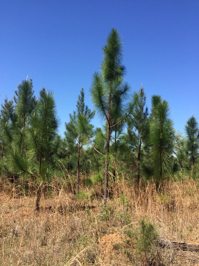12 Pine Tree Road Eufaula, undefined 36027 - Photo 5 of 18 a view of a tree in a yard