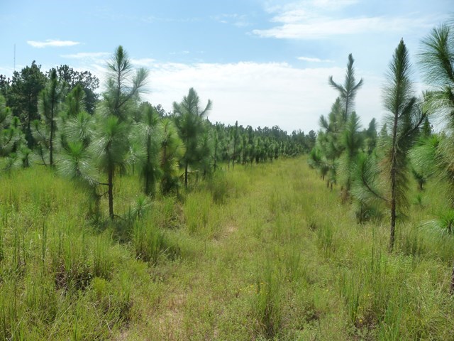 12 Pine Tree Road Eufaula, undefined 36027 - Photo 8 of 18 a view of lake with green space