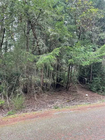 a view of a forest filled with trees
