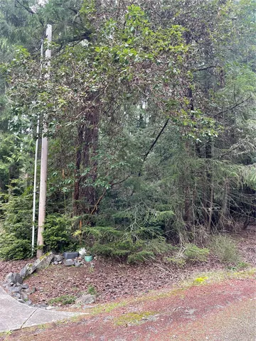 a view of a forest filled with trees