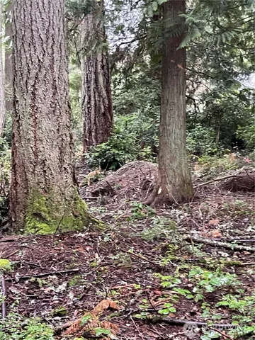 a view of a yard with large trees