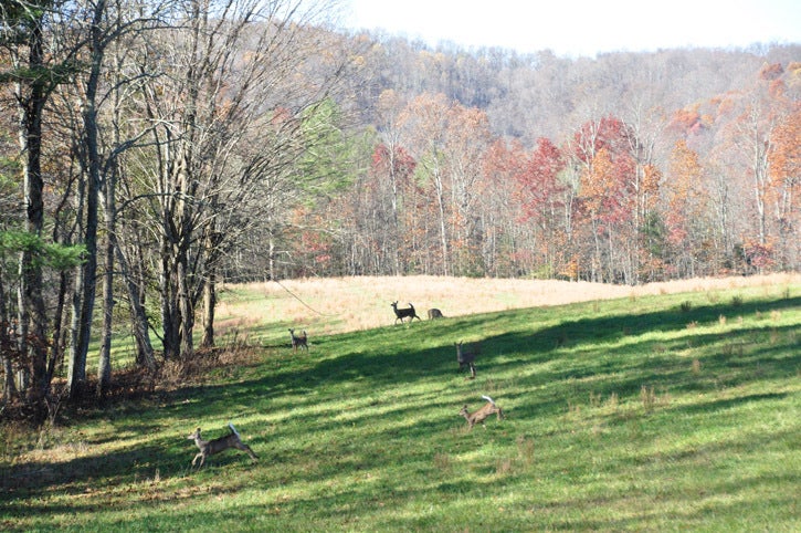 500 Julia Road Renick, WV 24966 - Photo 12 of 20 Wildlife is abundant on the farm. Deer and turkey can be seen on a regular basis.