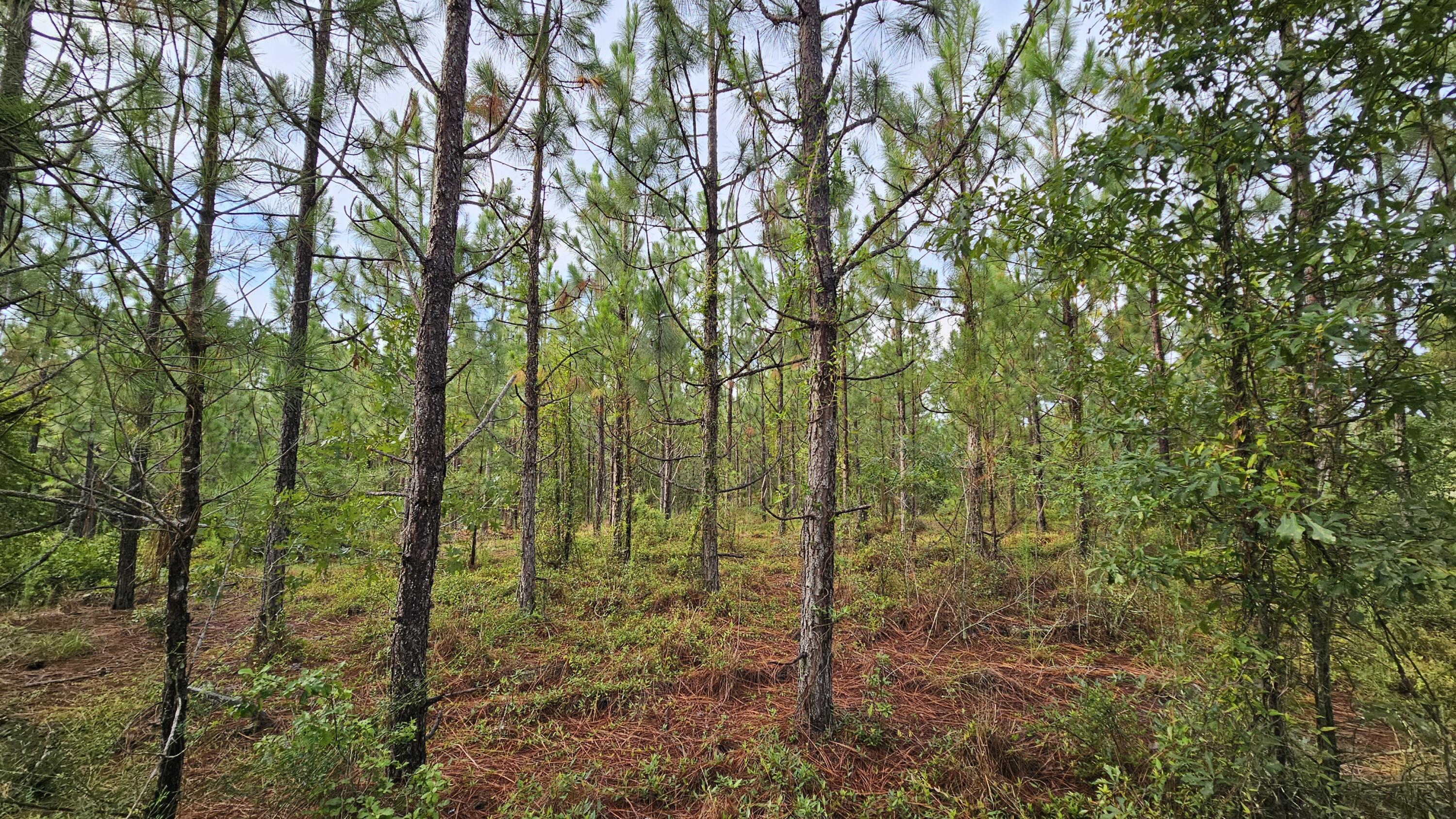 Lot 0 Wire Road Aiken, SC 29805 - Photo 6 of 25