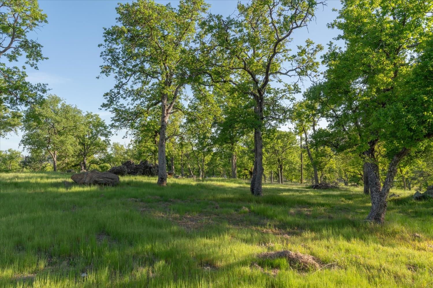6399 Filly Lane Angels Camp, CA 95222 - Photo 45 of 49 a big yard with lots of green space and trees