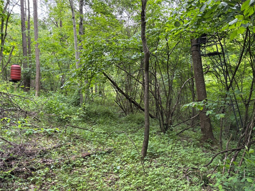 34215 Mt Hope Ridge Road Graysville, OH 45734 - Photo 40 of 50 View of tree filled area