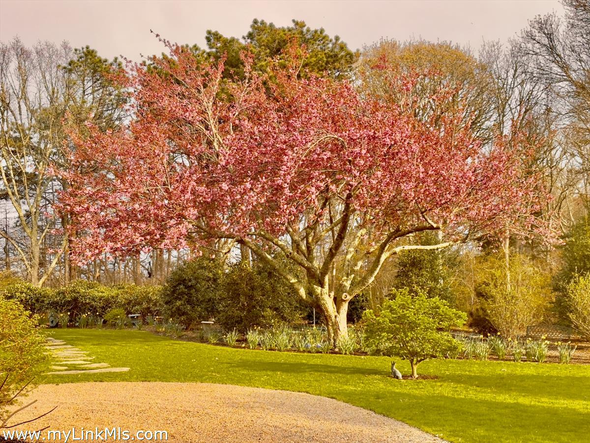 20 Edson Forest Road West Tisbury, MA 02568 - Photo 39 of 47 Cherry in spring at front drive