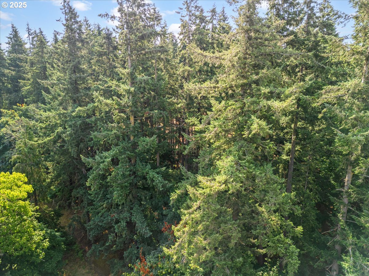 31315 Northwest 71st Avenue Ridgefield, WA 98642 - Photo 7 of 9 a view of a forest with plants and large trees