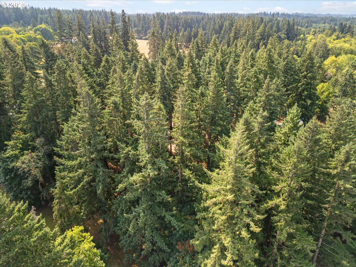 31315 Northwest 71st Avenue Ridgefield, WA 98642 - Photo 8 of 9 a view of a forest with a lake