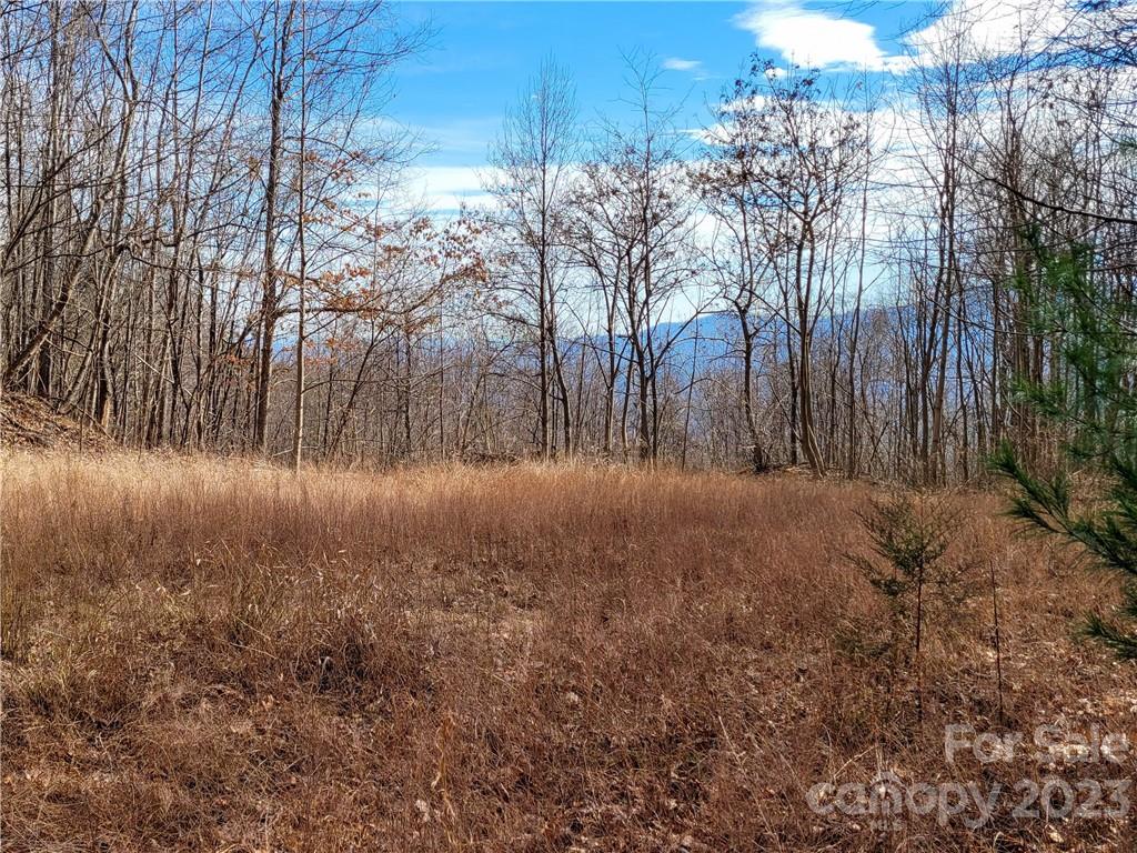 a view of large trees with wooden fence