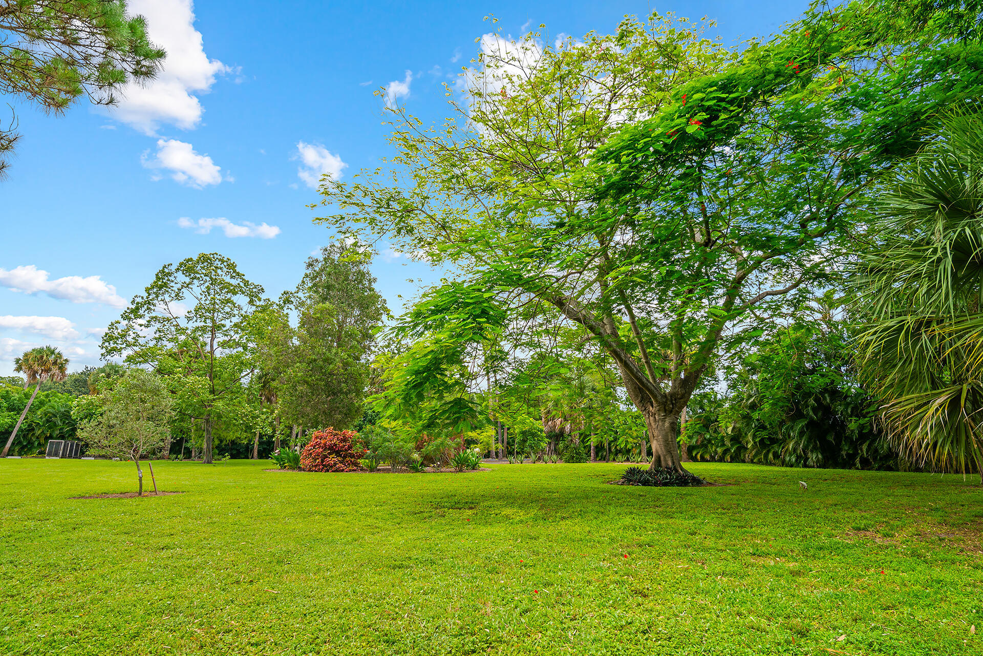 6624 Dillman Road Greenacres, FL 33413 - Photo 60 of 77 Royal poinciana