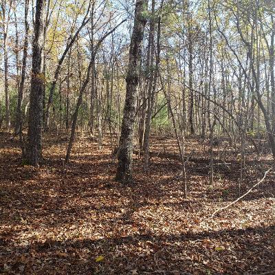 814 Christenson Road Deer Lodge, TN 37726 - Photo 4 of 9 Christenson Rd..
