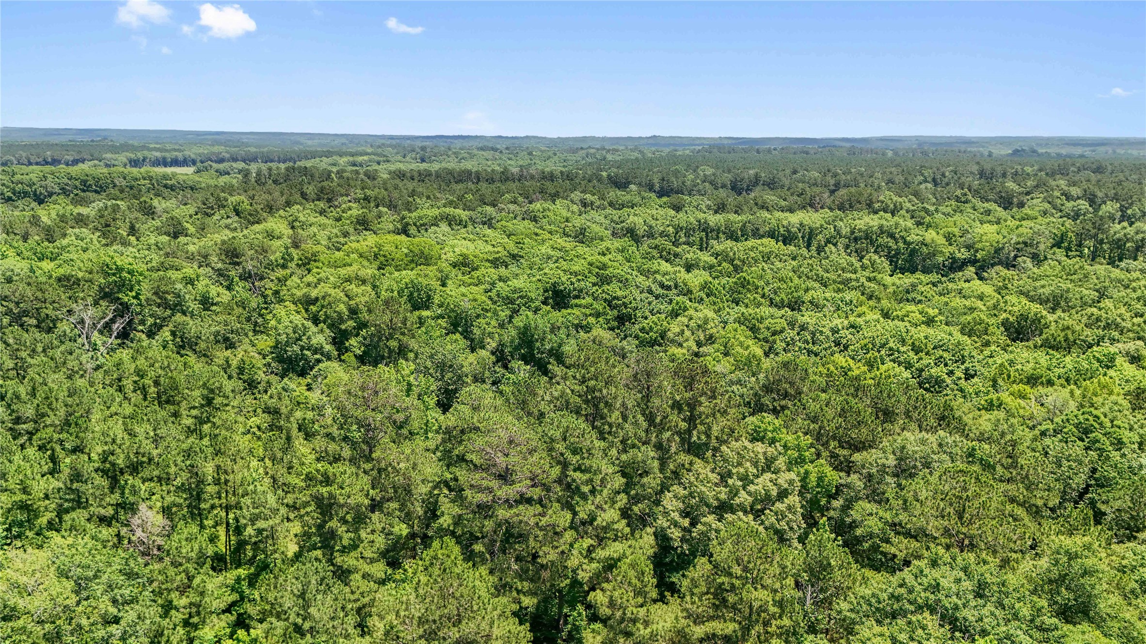 Tbd Hickman Road Burkeville, TX 75932 - Photo 11 of 46