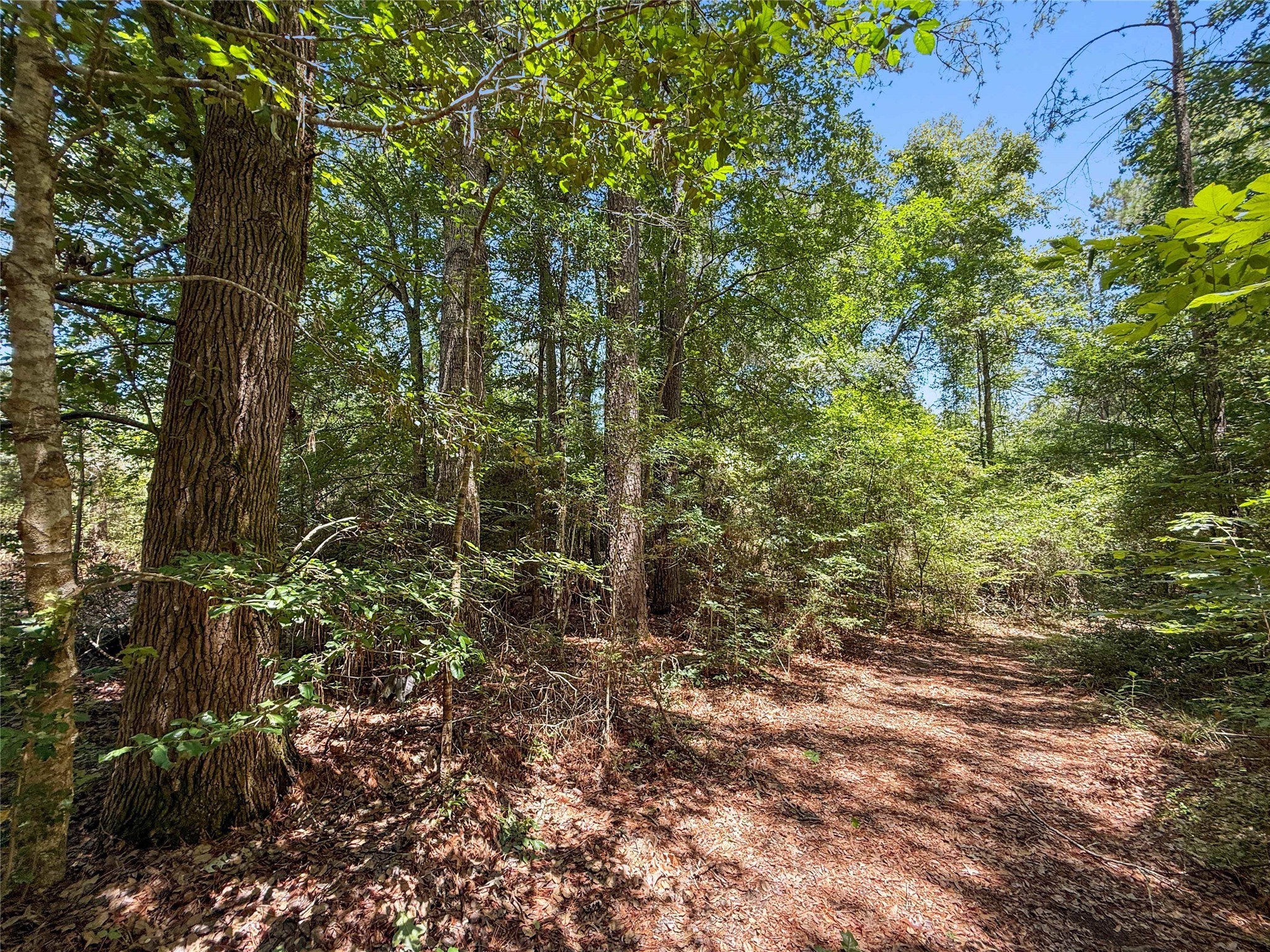 Tbd Hickman Road Burkeville, TX 75932 - Photo 13 of 46 a view of a garden