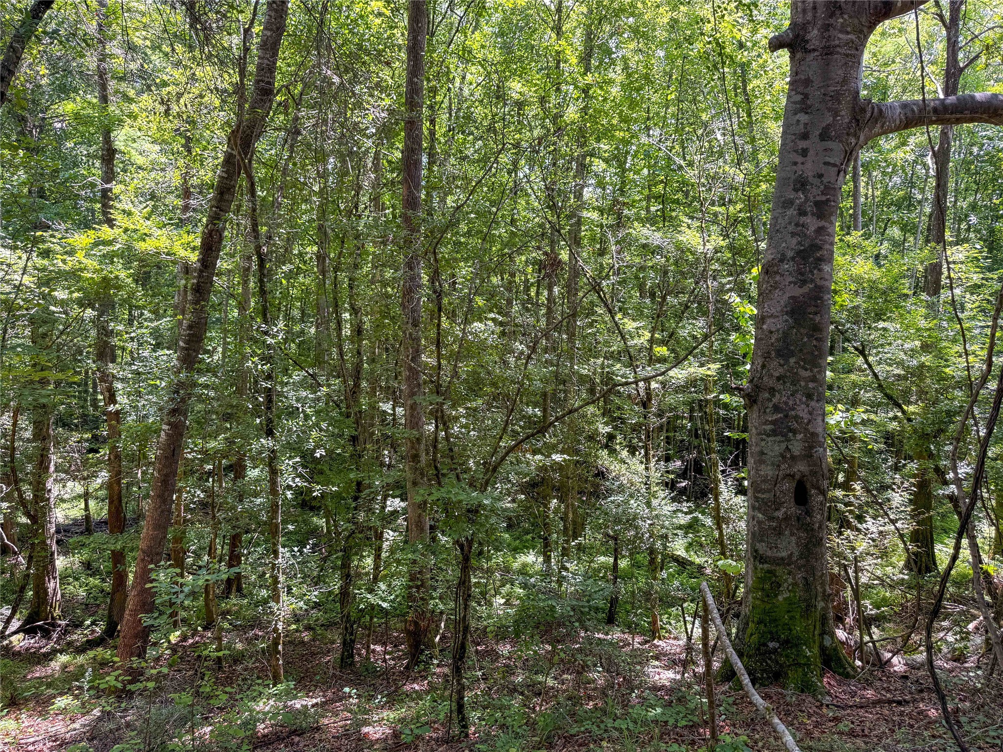 Tbd Hickman Road Burkeville, TX 75932 - Photo 15 of 46