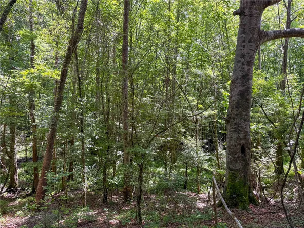 a view of a forest with trees