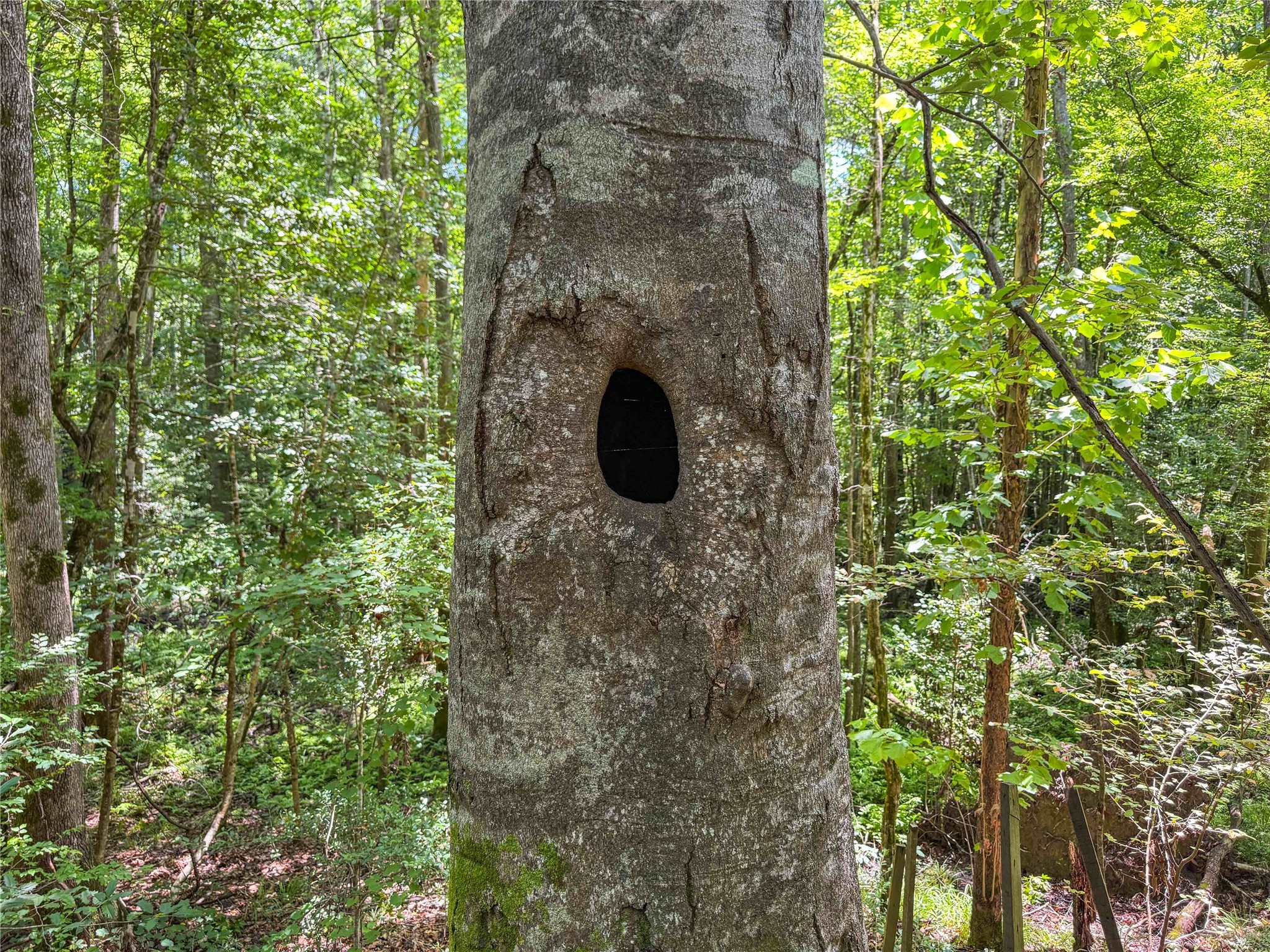 Tbd Hickman Road Burkeville, TX 75932 - Photo 16 of 46