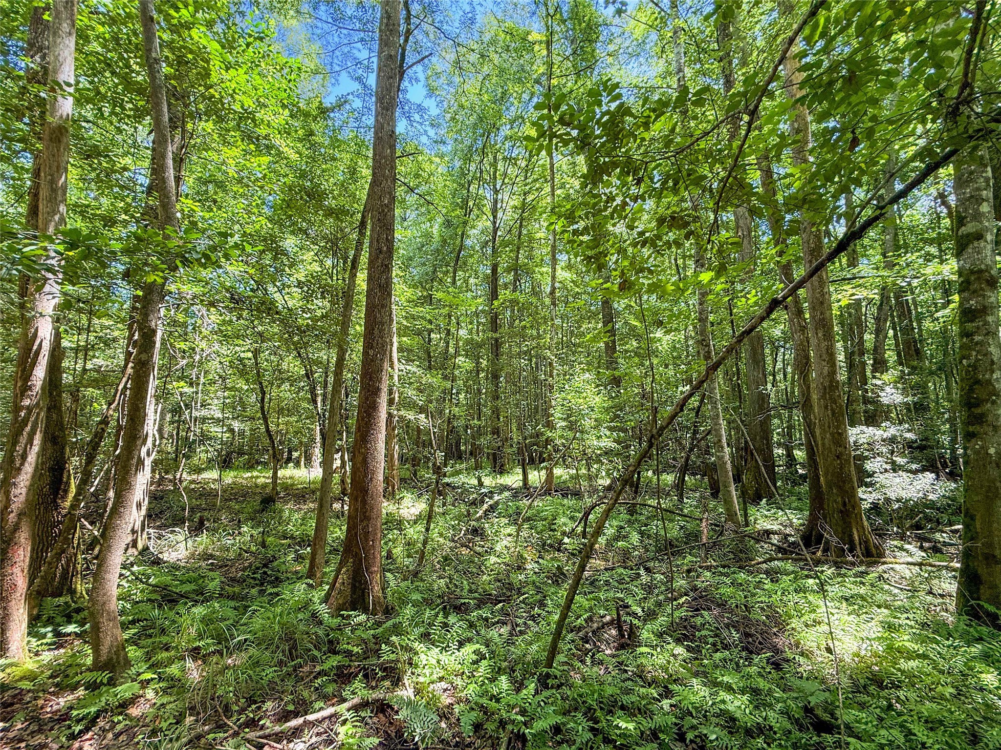 Tbd Hickman Road Burkeville, TX 75932 - Photo 17 of 46