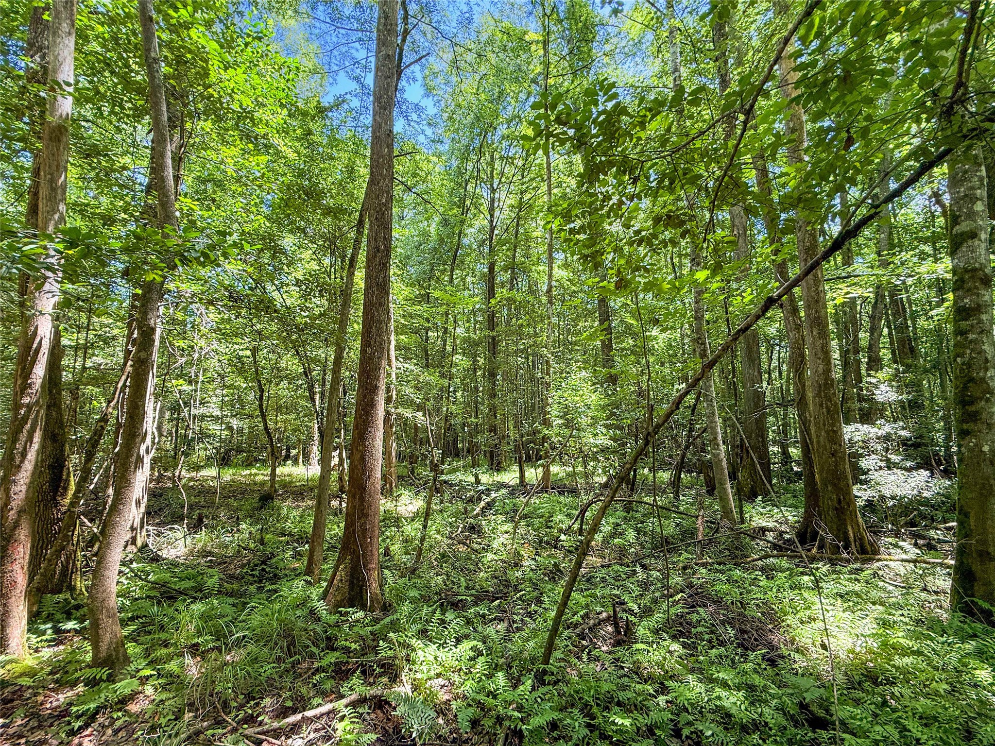 Tbd Hickman Road Burkeville, TX 75932 - Photo 17 of 46 a view of outdoor space and garden