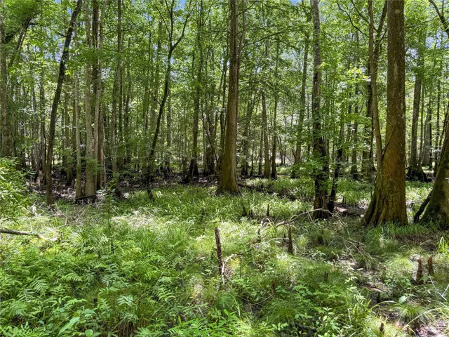 $99,500 | Tbd Hickman Road, Burkeville, TX 75932