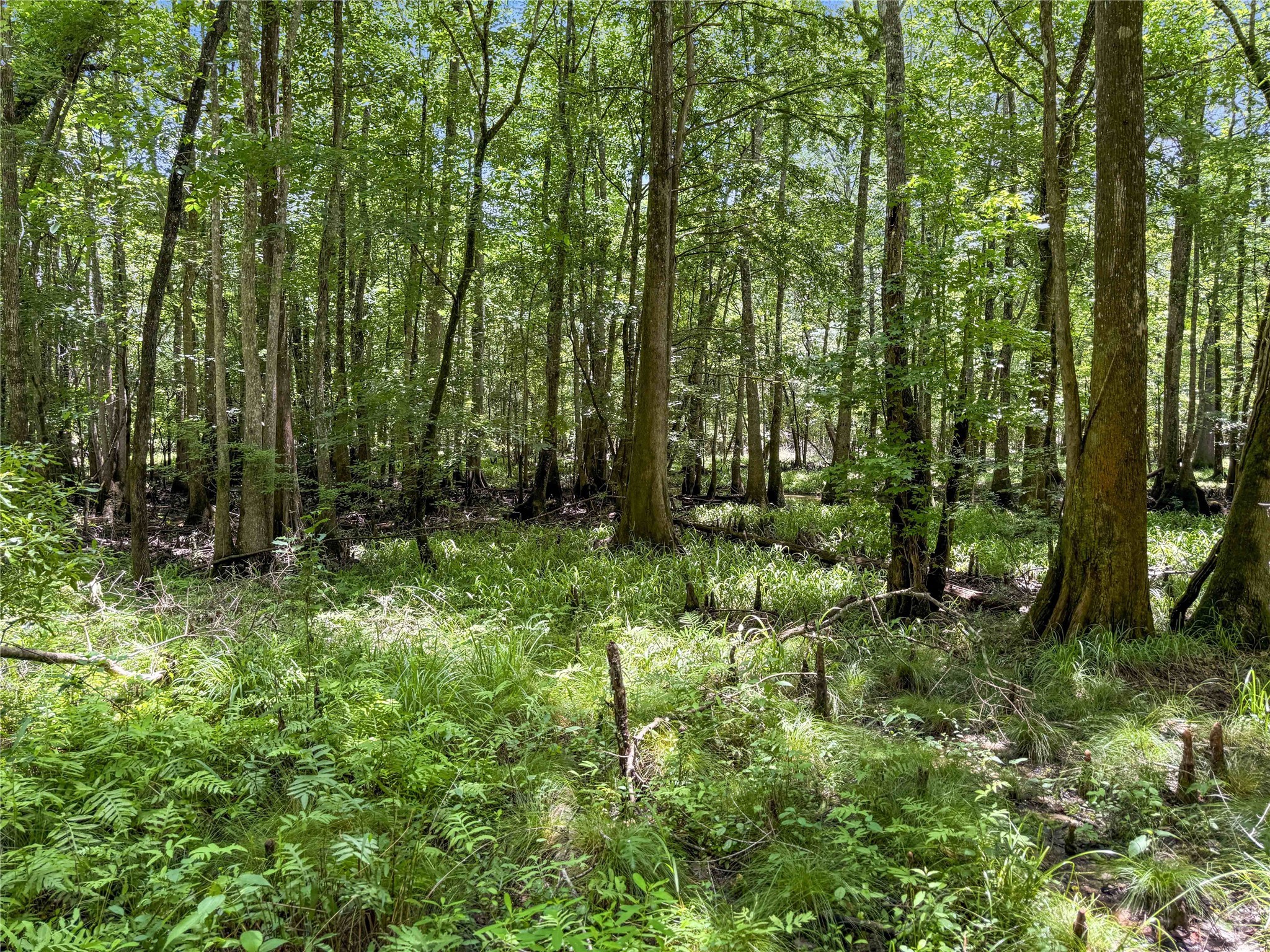 Tbd Hickman Road Burkeville, TX 75932 - Photo 18 of 46