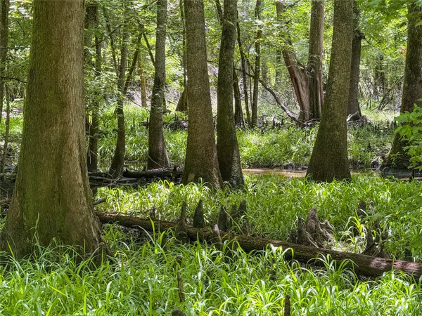 a view of a garden with plants and large trees