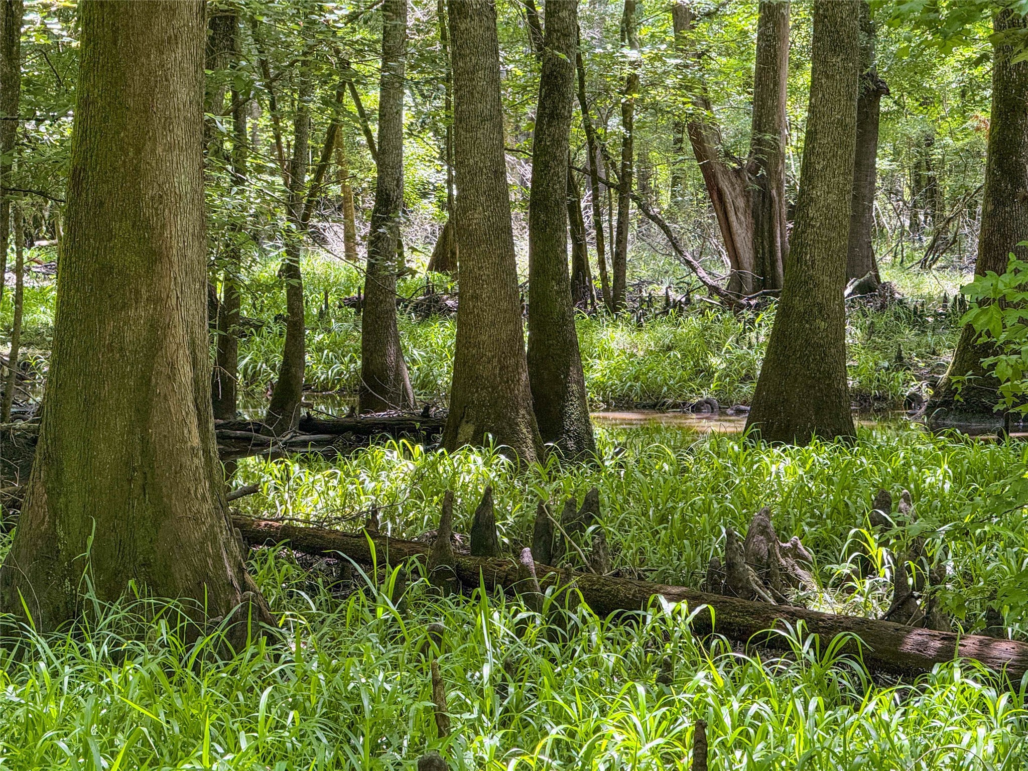 Tbd Hickman Road Burkeville, TX 75932 - Photo 19 of 46