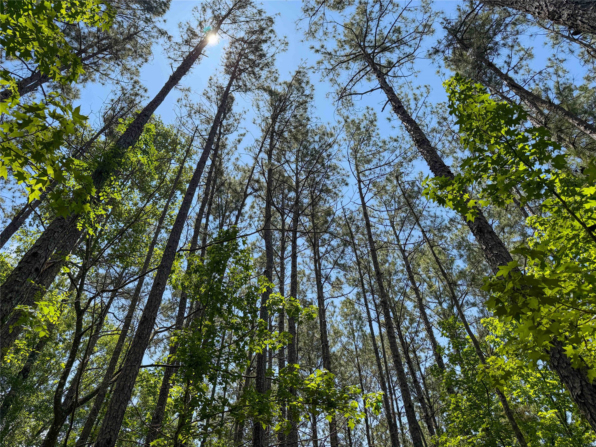 Tbd Hickman Road Burkeville, TX 75932 - Photo 20 of 46 a yard with tall trees
