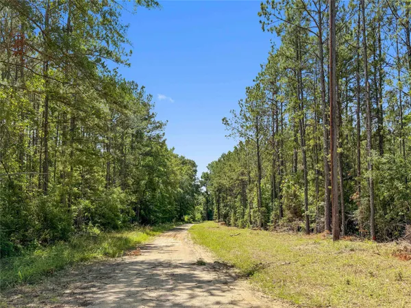 a view of a yard with trees