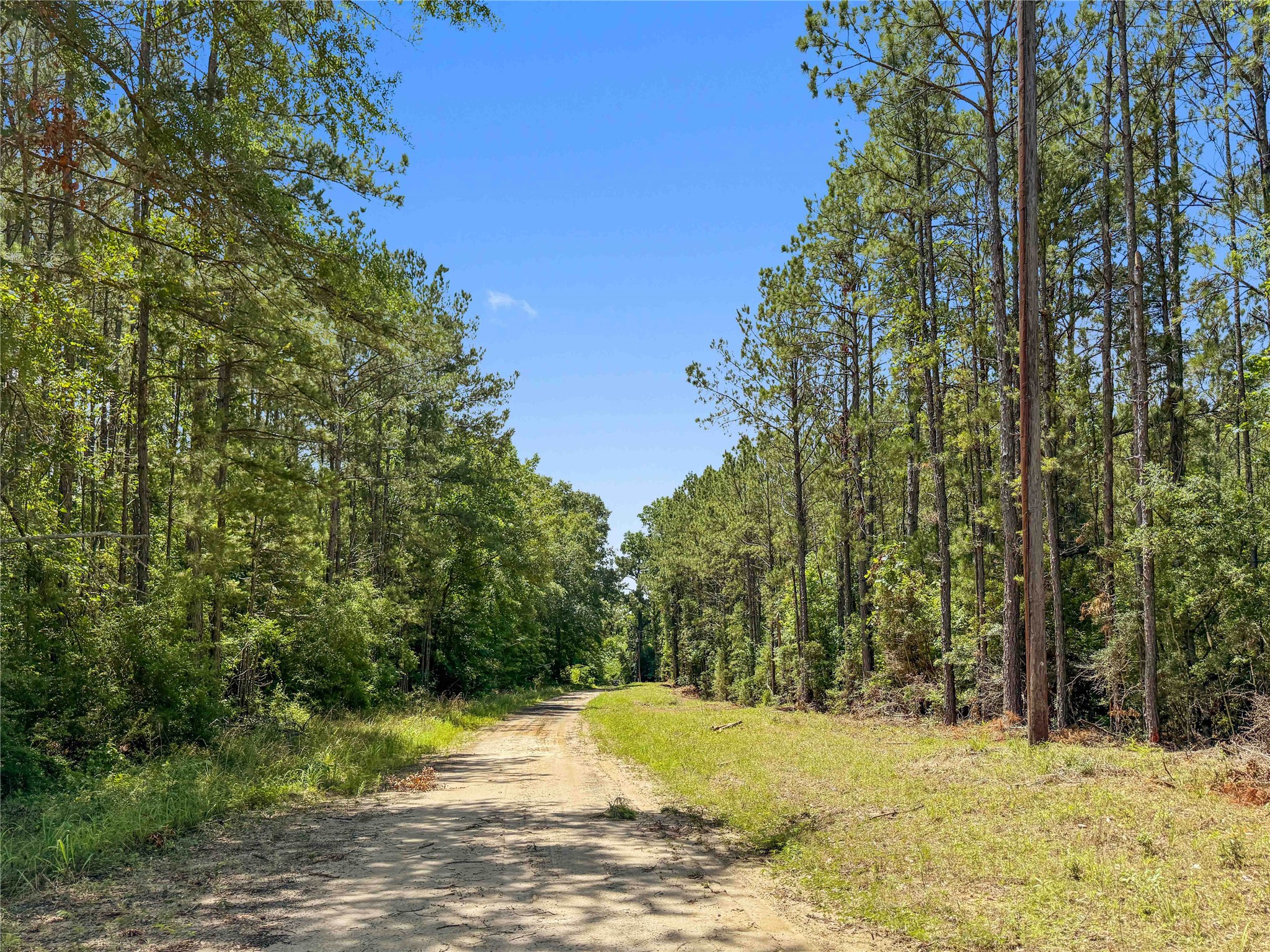 Tbd Hickman Road Burkeville, TX 75932 - Photo 2 of 46 a view of a yard with trees