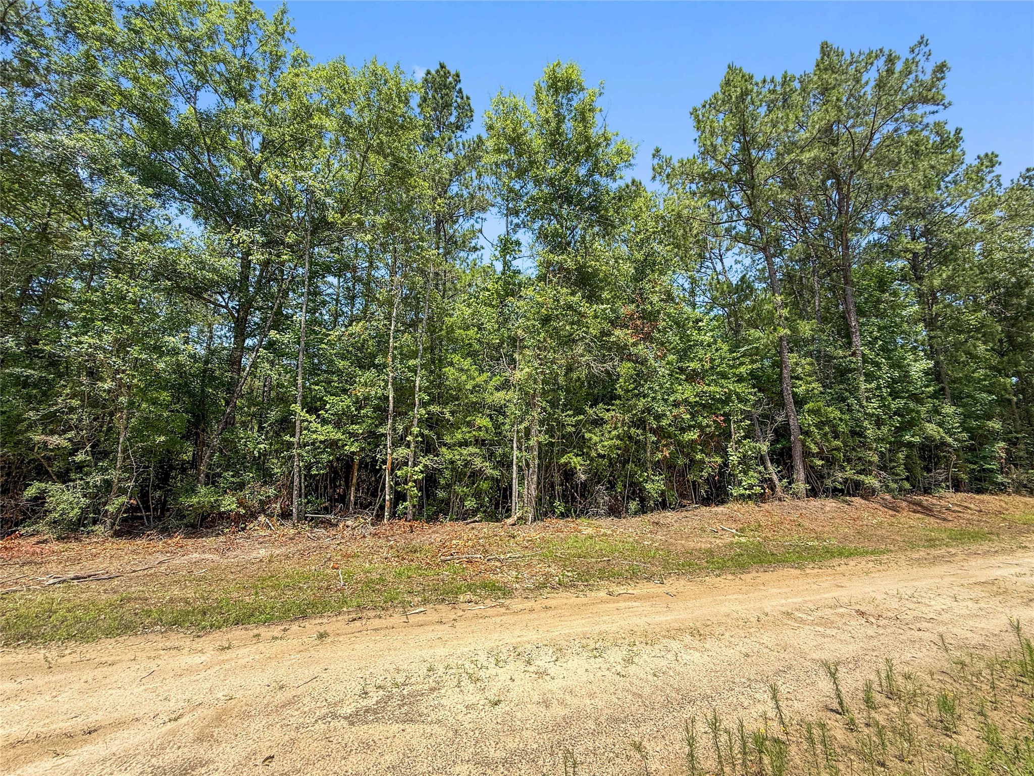 Tbd Hickman Road Burkeville, TX 75932 - Photo 21 of 46 a view of yard with trees