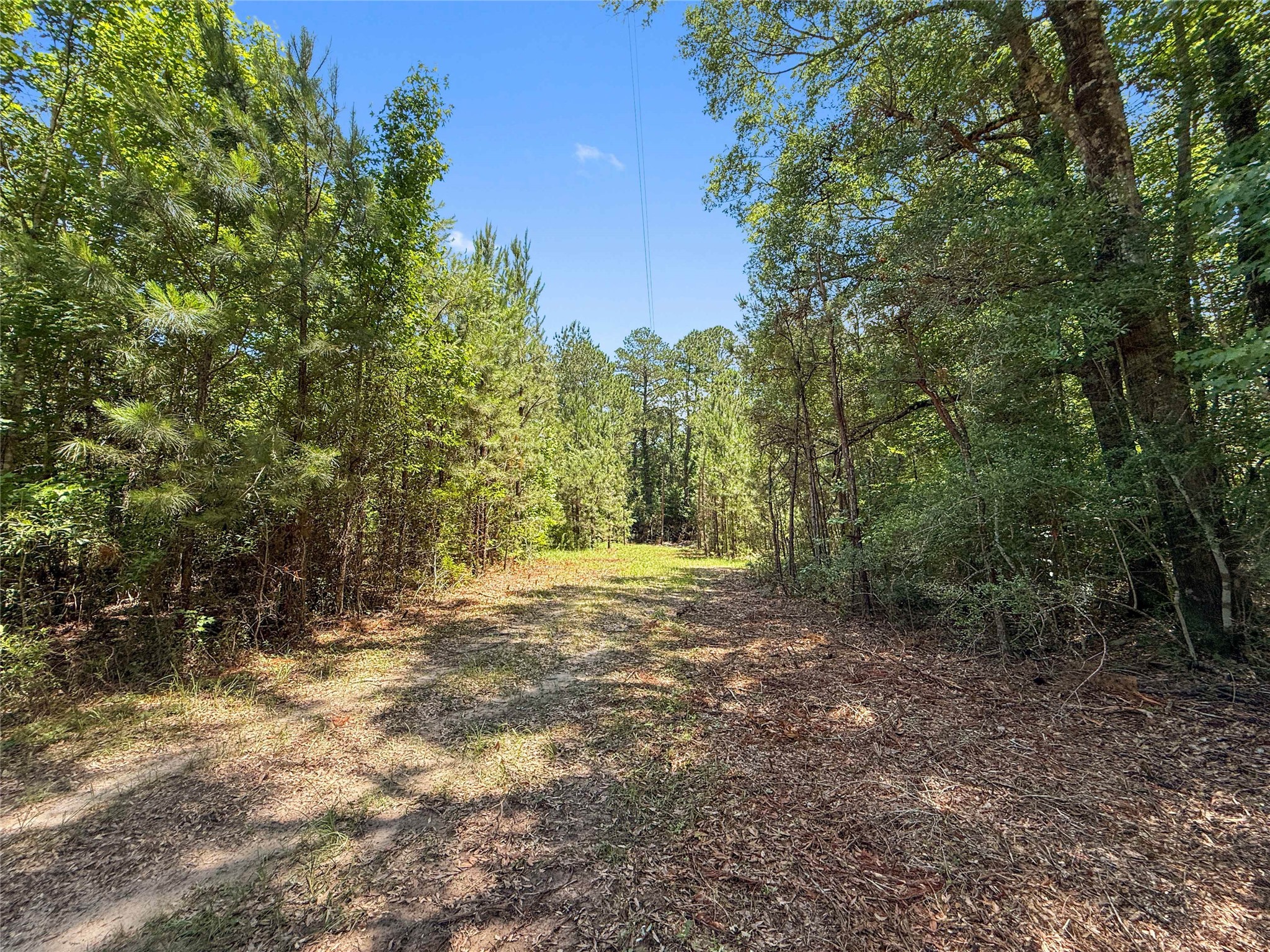 Tbd Hickman Road Burkeville, TX 75932 - Photo 22 of 46 a view of a yard with large trees