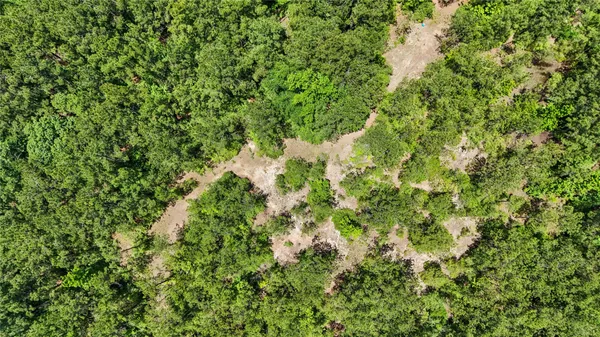 a view of a lush green forest