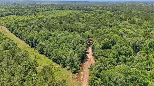 a view of a lush green forest with a lush green forest