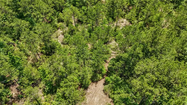 a view of a lush green forest with a tree