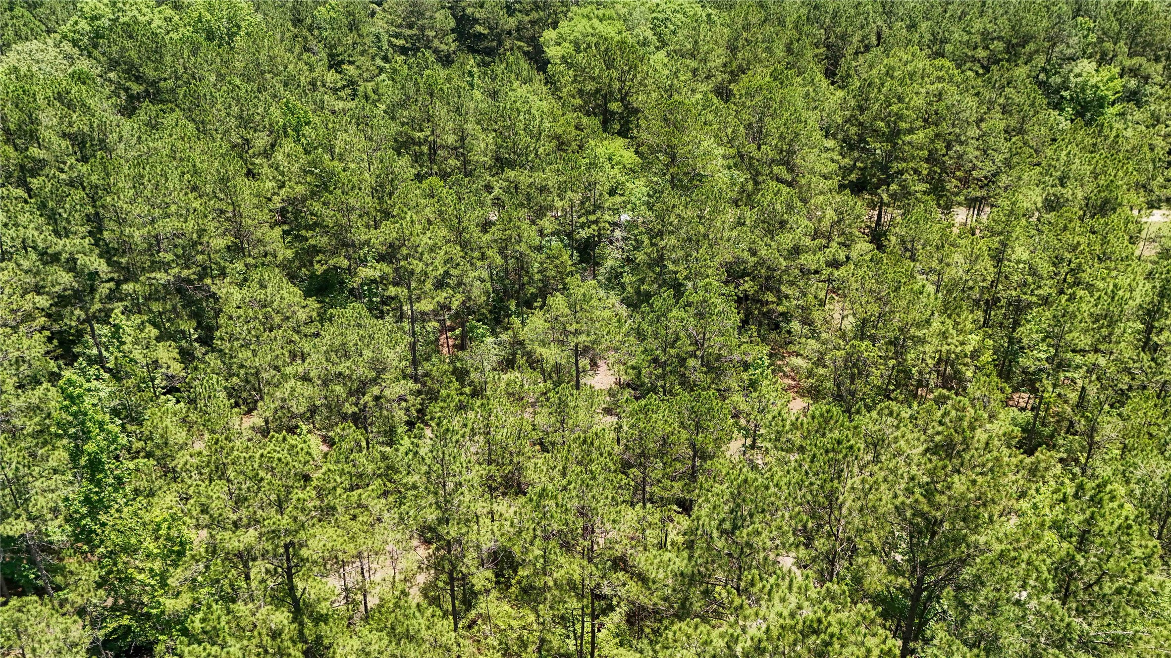 Tbd Hickman Road Burkeville, TX 75932 - Photo 38 of 46