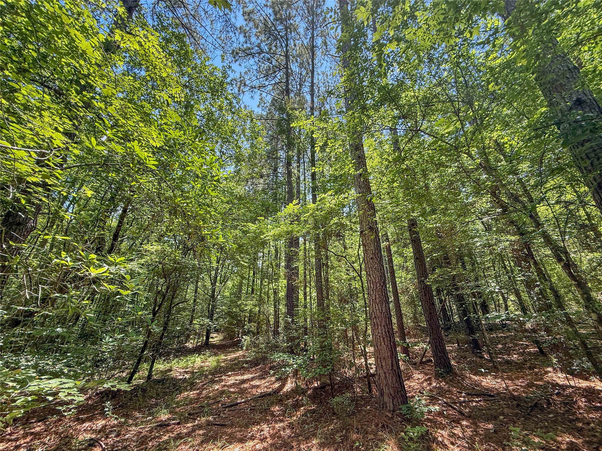 Tbd Hickman Road Burkeville, TX 75932 - Photo 42 of 46 a view of outdoor space and green space