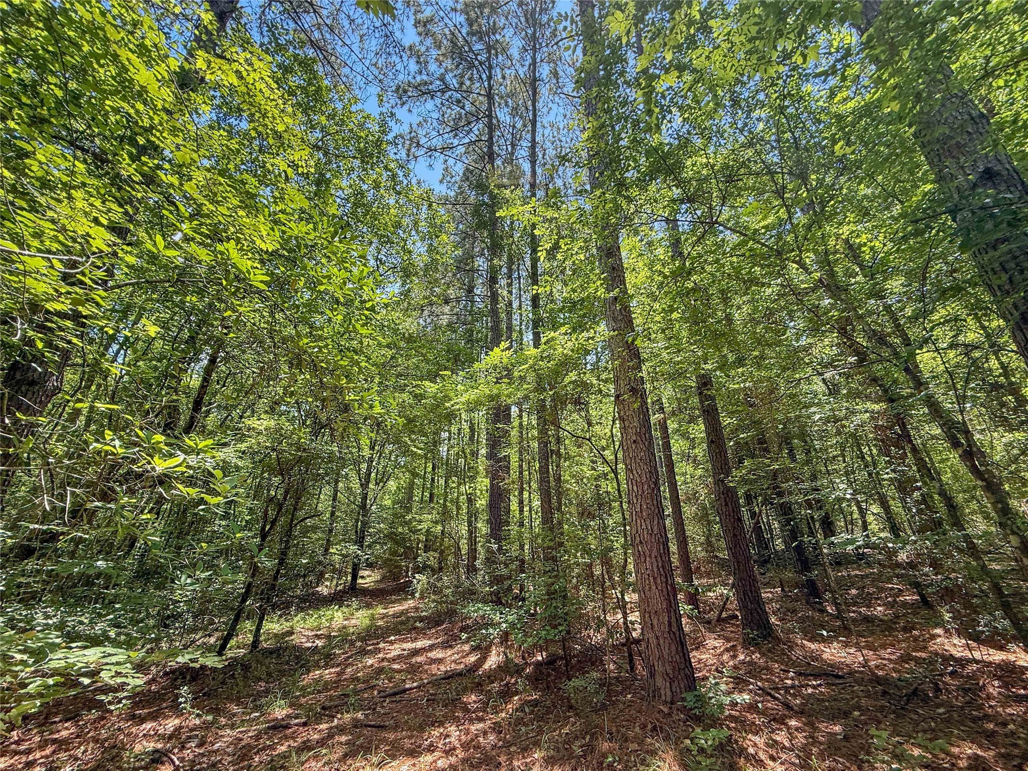 Tbd Hickman Road Burkeville, TX 75932 - Photo 42 of 46