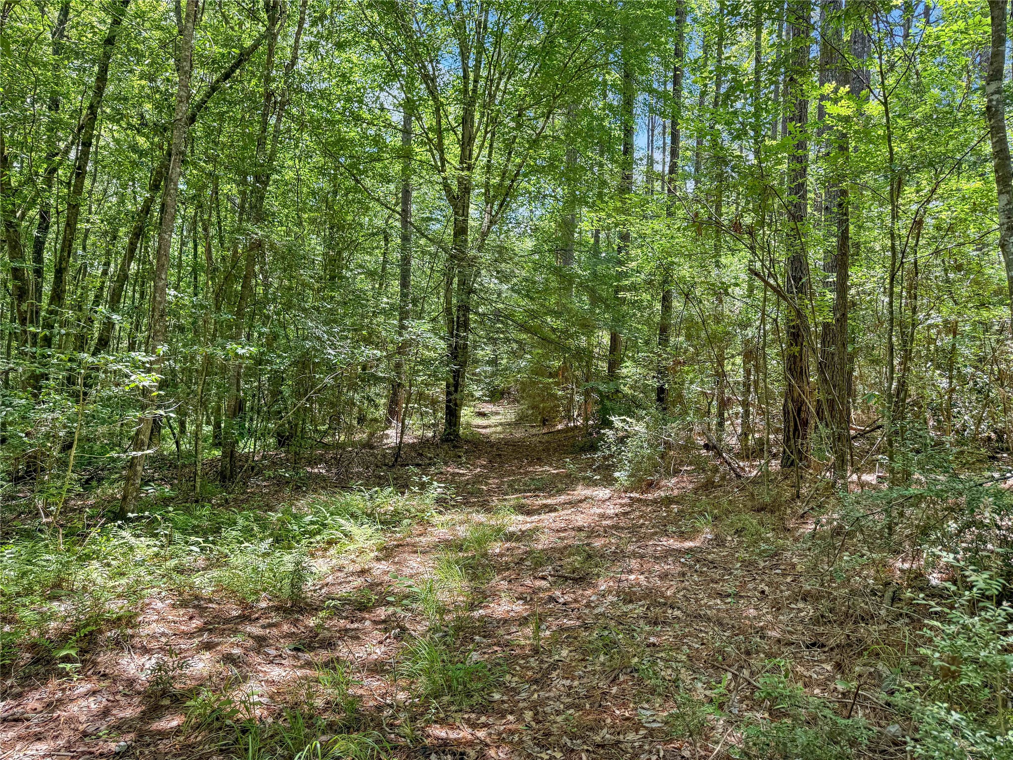 Tbd Hickman Road Burkeville, TX 75932 - Photo 43 of 46 a view of outdoor space and trees