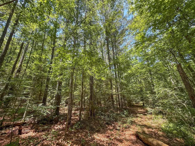 $99,500 | Tbd Hickman Road, Burkeville, TX 75932