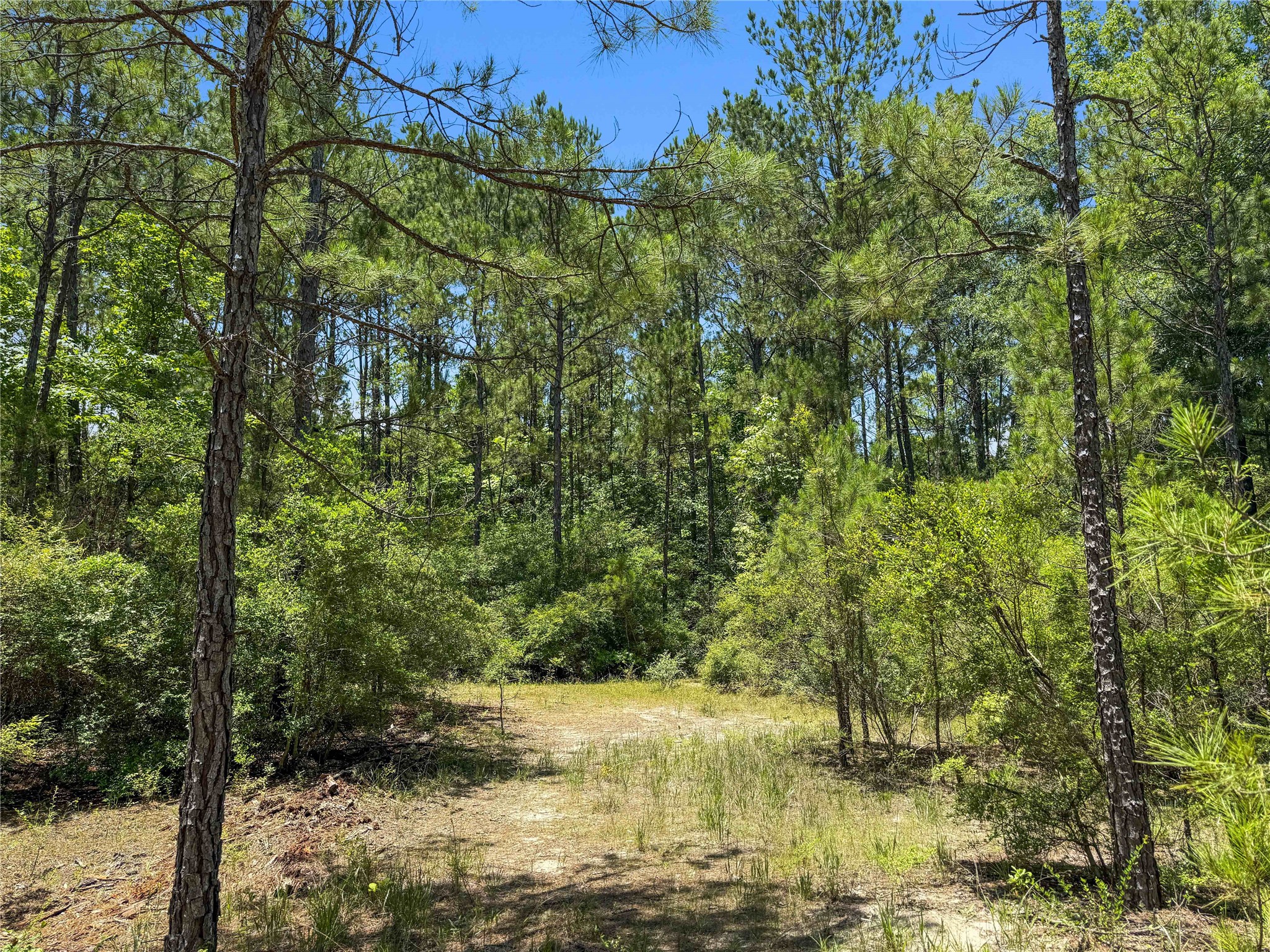 Tbd Hickman Road Burkeville, TX 75932 - Photo 5 of 46 a view of lake view