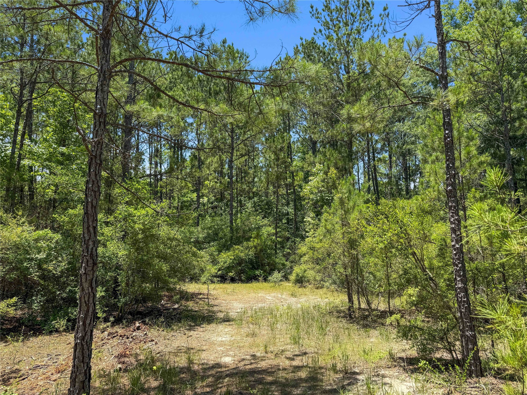 Tbd Hickman Road Burkeville, TX 75932 - Photo 5 of 46