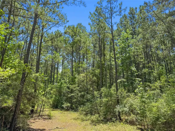 a view of a yard with large trees