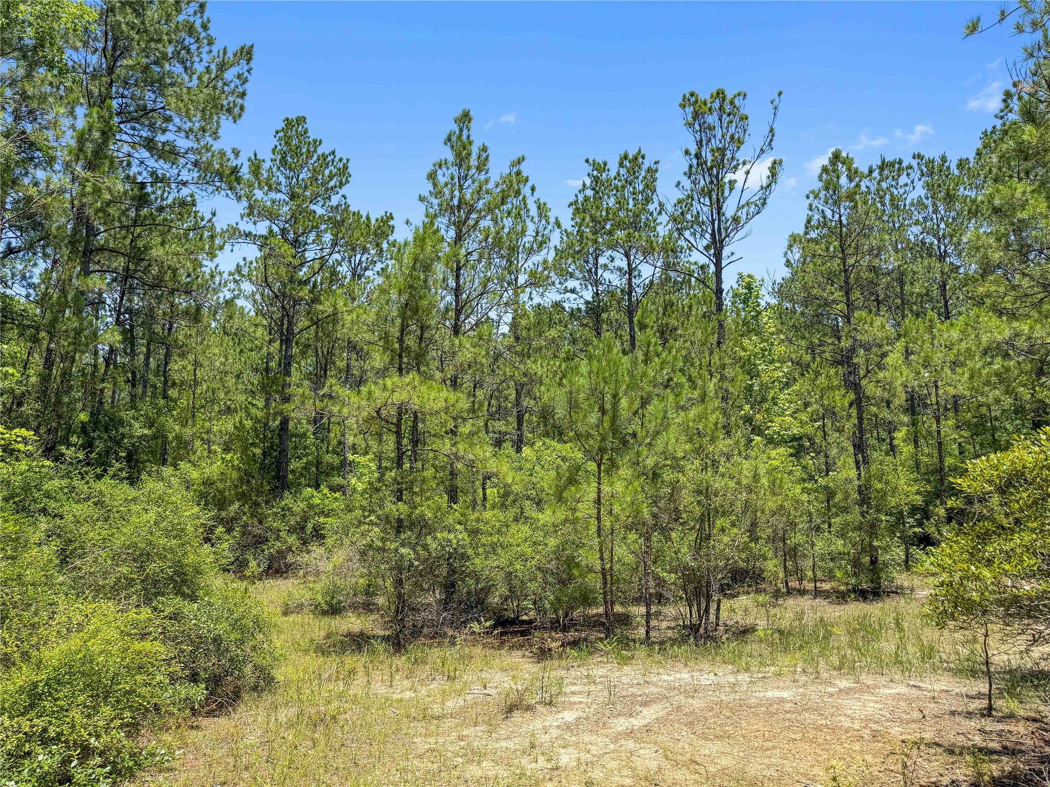Tbd Hickman Road Burkeville, TX 75932 - Photo 7 of 46 a view of a lake with houses