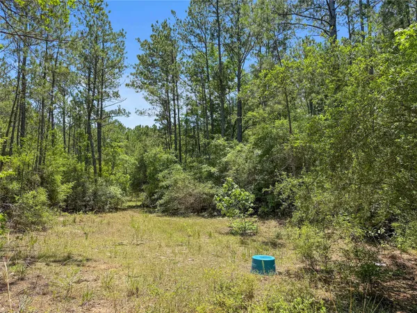 a view of a yard with large trees