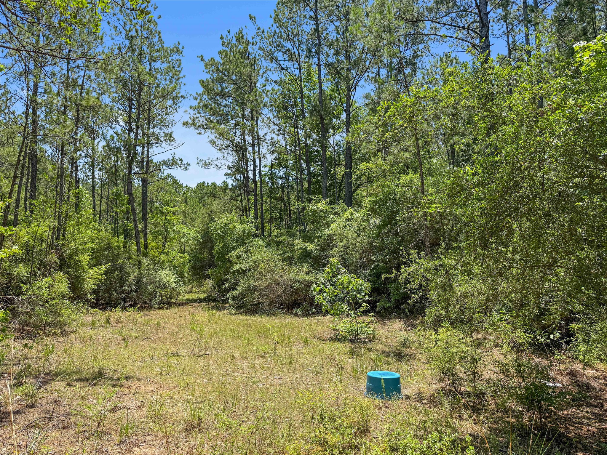 Tbd Hickman Road Burkeville, TX 75932 - Photo 8 of 46 a view of a yard with large trees
