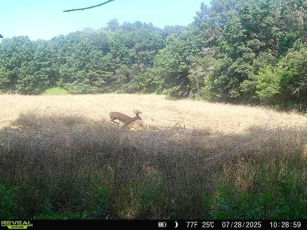 $139,900 | 20.05-acres County Road South, Boyceville, WI 54725