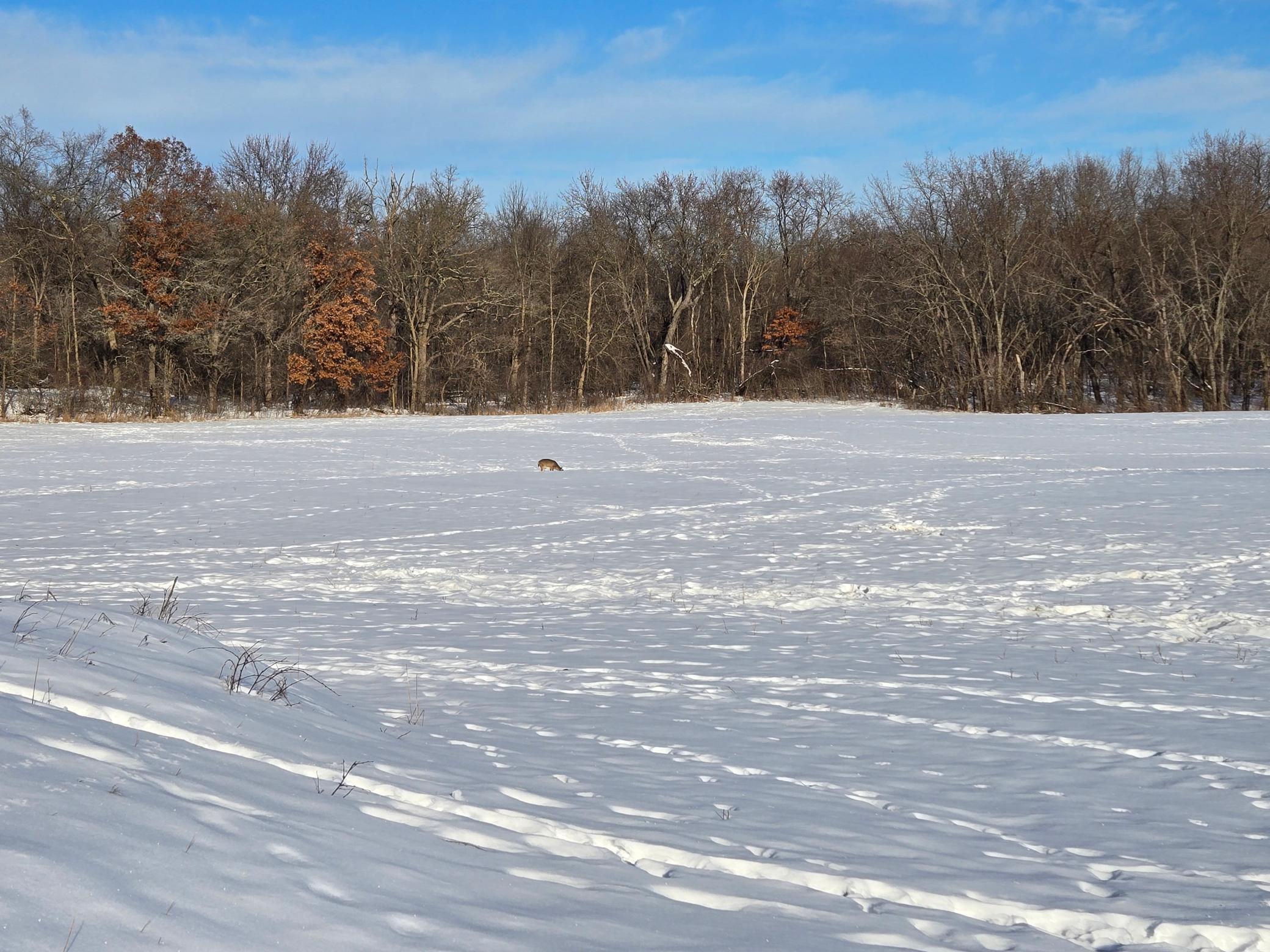 20.05-acres County Road South Boyceville, WI 54725 - Photo 5 of 10