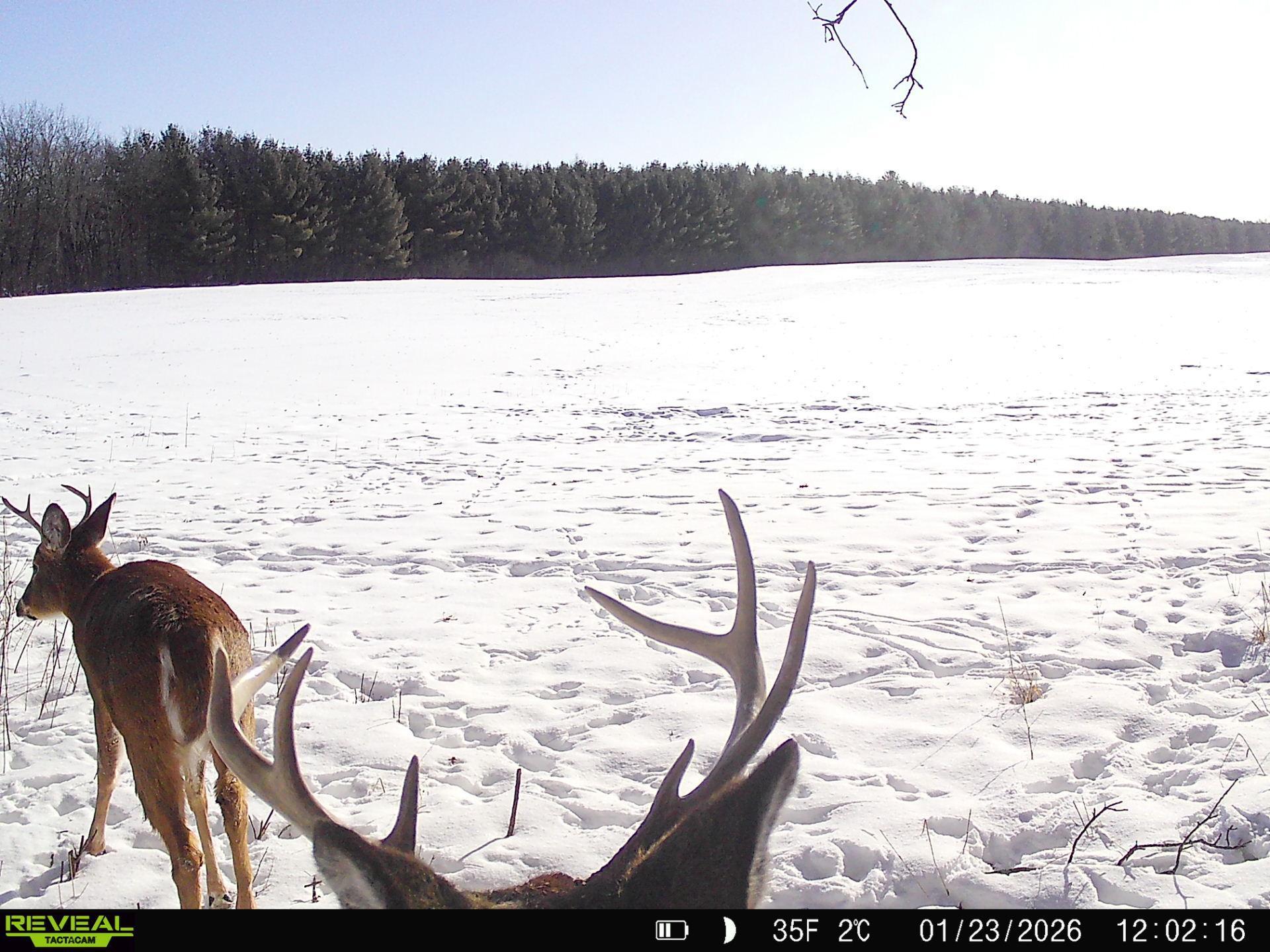 20.05-acres County Road South Boyceville, WI 54725 - Photo 10 of 10