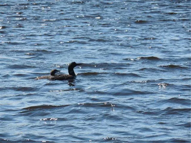 $59,900 | Tbd East Forest Lane, Wright, MN 55798