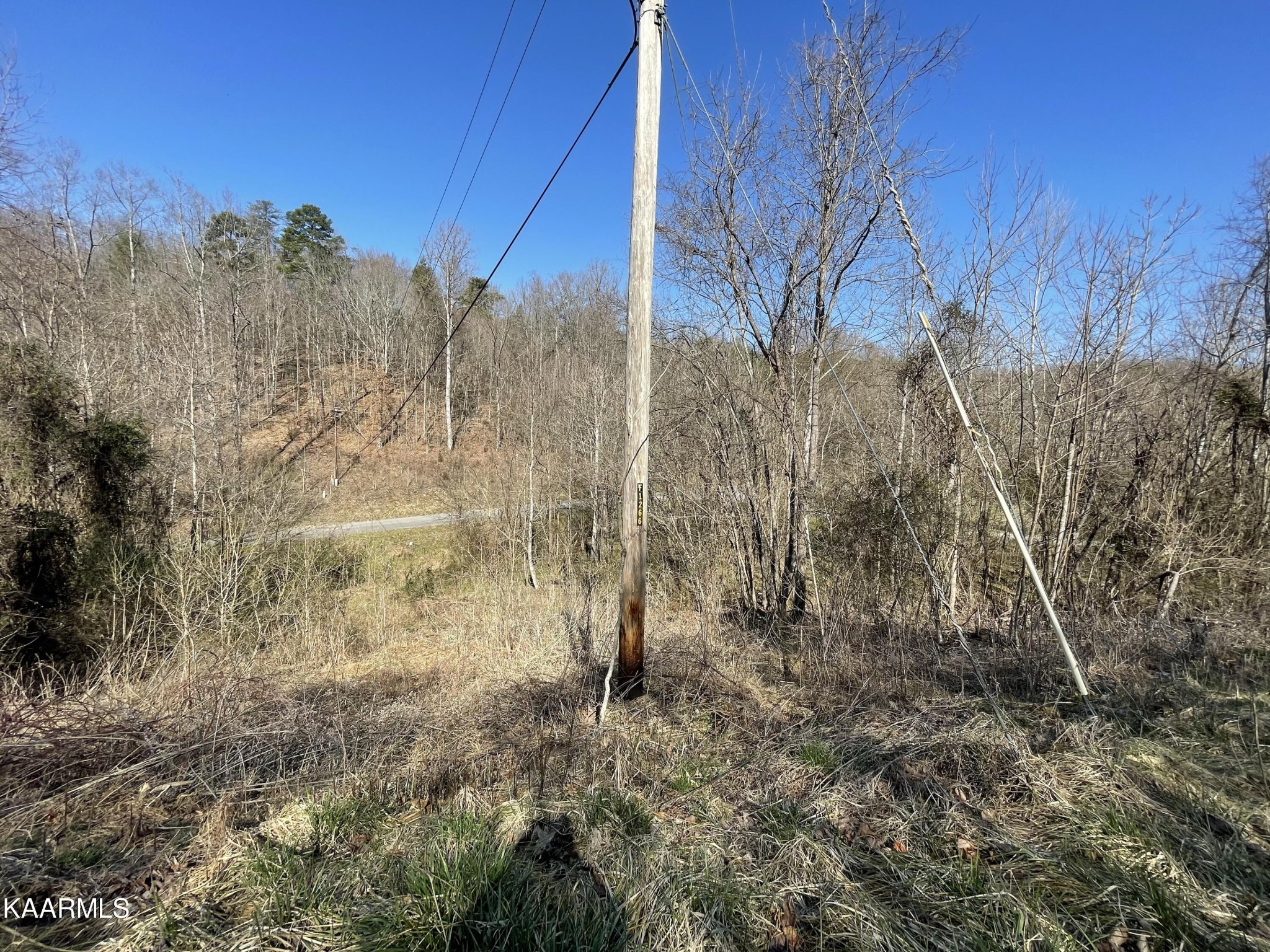 102 Mountain Mist Lane Del Rio, TN 37727 - Photo 26 of 35 a view of a yard with trees